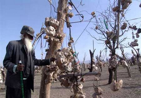 باغ مرموز و عجیب با میوه های سنگی در ایران ! + تصاویر باغ مرموز و عجیب با میوه های سنگی در ایران ! + تصاویر