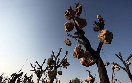 باغ مرموز و عجیب با میوه های سنگی در ایران ! + تصاویر باغ مرموز و عجیب با میوه های سنگی در ایران ! + تصاویر