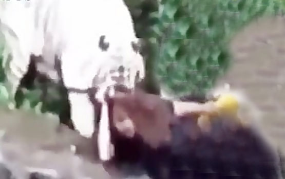 مرگ وحشتناک مردی توسط یک ببر
