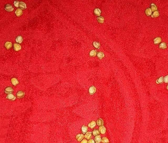 روش گرفتن فال رایج نخود