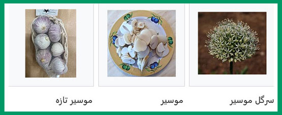 خواص باورنکردنی عصاره موسیر