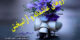 داروهای عاشقانه و سرشار از احساس و آرامش