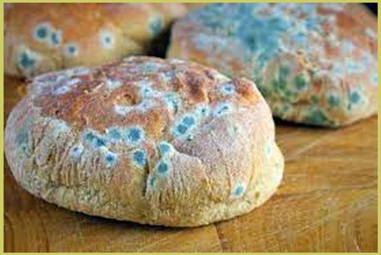 با مواد غذایی کپک زده چه کنیم