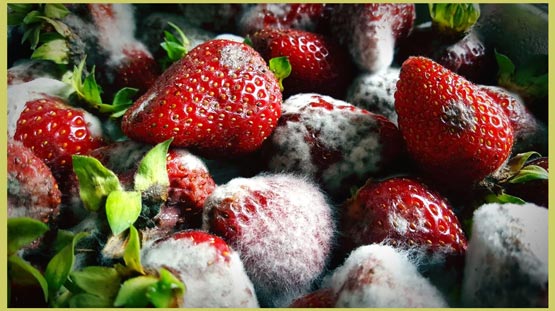 با مواد غذایی کپک زده چه کنیم