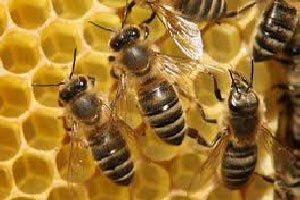 راهنمای کامل پرورش و نگهداری زنبور عسل راهنمای کامل پرورش و نگهداری زنبور عسل
