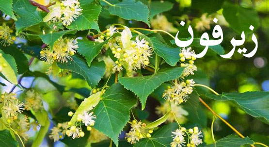 بهترین جوشانده گیاهی برای درمان بی‌خوابی شبانه
