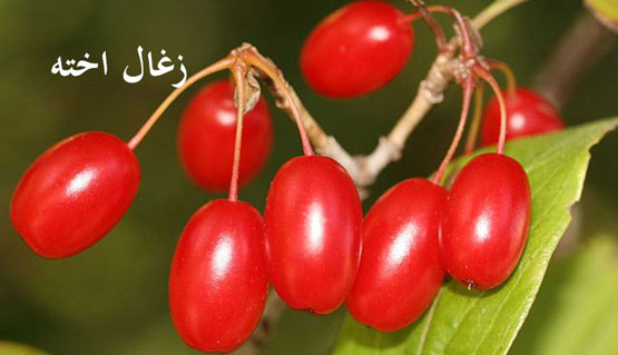 بهترین جوشانده گیاهی برای درمان بی‌خوابی شبانه