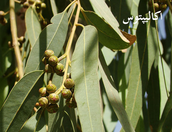 بهترین جوشانده گیاهی برای درمان بی‌خوابی شبانه