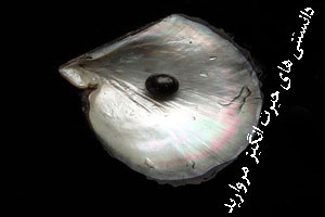 دانستنی های مروارید که تا حالا نمی دانستید دانستنی های مروارید که تا حالا نمی دانستید