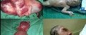 بچه ی قورباغه نما (18+)