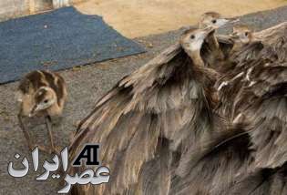 دلسوزترین پدرها در دنیای حیوانات ! عکس