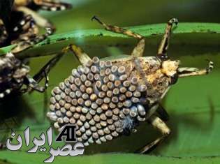 دلسوزترین پدرها در دنیای حیوانات ! عکس