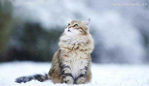 عکس های خنده دار از سوژه های داغ داغ جهانی 1