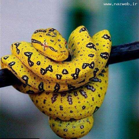 عکس های خنده دار از سوژه های داغ داغ جهانی 1