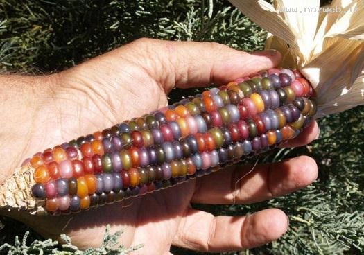 عکس های باورنکردنی از ذرت های واقعی رنگین کمانی!