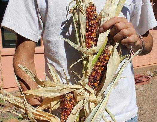 عکس های باورنکردنی از ذرت های واقعی رنگین کمانی!