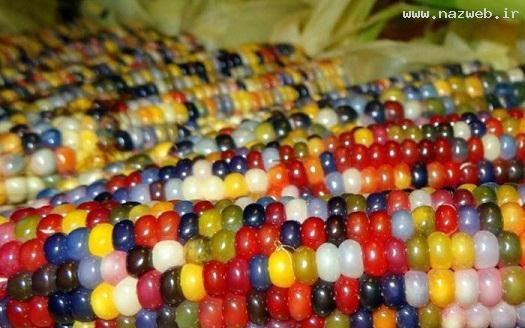 عکس های باورنکردنی از ذرت های واقعی رنگین کمانی!