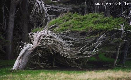عکس های خارق العاده و عجیب درخت های طوفانی!