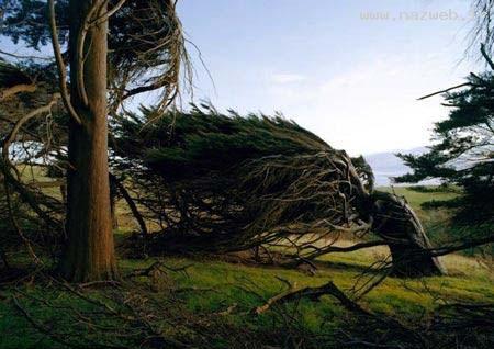 عکس های خارق العاده و عجیب درخت های طوفانی!