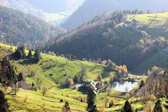 عکس هایی از جنگل های خفن و معروف دنیا
