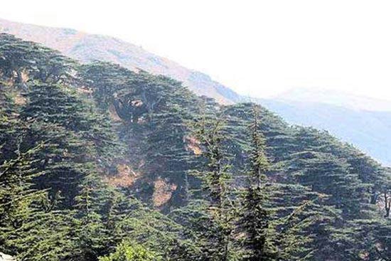 عکس هایی از جنگل های خفن و معروف دنیا