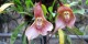 تا حالا گل میمون دیده بودید! تصاویر