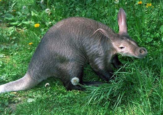 عکس های دیدنی از پسر عمه مورچه خوار عکس های دیدنی از پسر عمه مورچه خوار