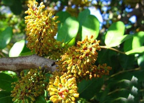 عکس های دیدنی از گل های چندش آور و عجیب