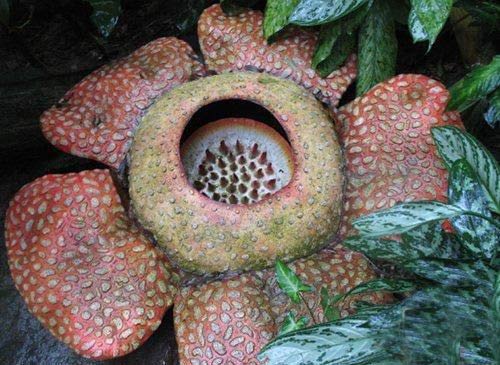 عکس های دیدنی از گل های چندش آور و عجیب