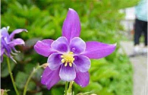 عکس های دیدنی از گل های چندش آور و عجیب