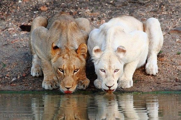 عکس های دیده نشده از حیوانات زالی!! عکس های دیده نشده از حیوانات زالی!!