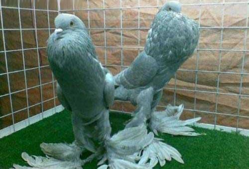 خنده دارترین سوژه های بسیار داغ داغ جهانی 2