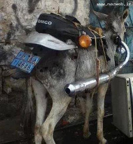عکس بسیار دیدنی و خنده دار از یک عروس فراری