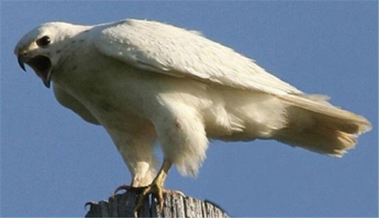 عقاب سفید 2.2 میلیاردی به فروش رسید! (عکس)