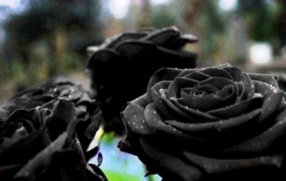 تصویری حیرت انگیز از نادرترین گل رز جهان