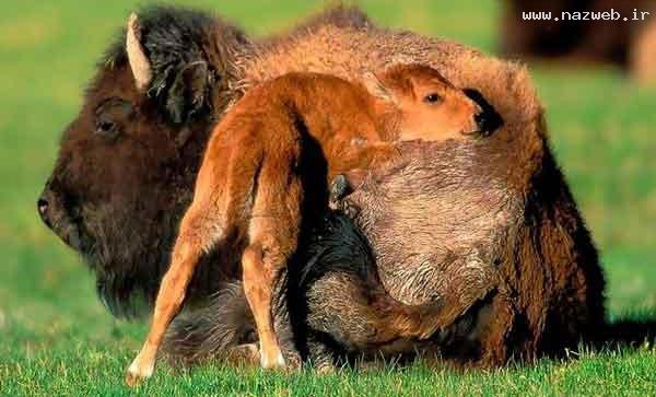 عکس های دیدنی حس زیبای مادرانه در حیوانات!