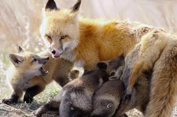 عکس های دیدنی حس زیبای مادرانه در حیوانات!