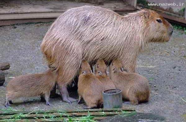 عکس های دیدنی حس زیبای مادرانه در حیوانات!