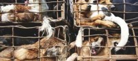 فروش عجیب نوعی گوشت بعنوان محبوبترین غذا! عکس