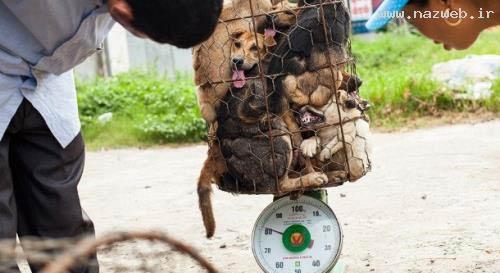 فروش عجیب نوعی گوشت بعنوان محبوبترین غذا! عکس