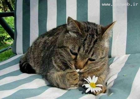 عکس نوشته های بسیار طنز که تا حالا ندیده اید