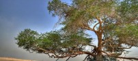 درختی با نام درخت زندگی در بحرین (تصاویر)