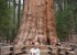 کهن ترین درخت دنیا با 2700 سال سن! تصاویر