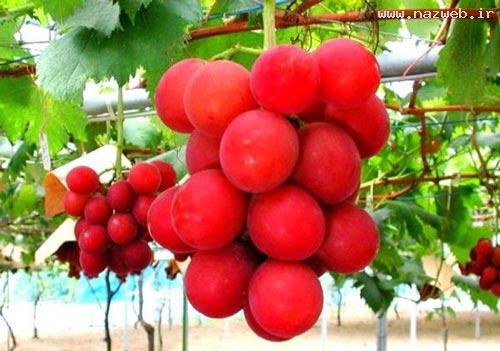 لوکس تری میوه های جهان را بشناسید + تصویر