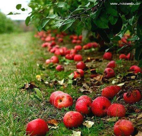 نمایش احساسات با عکس های زیبا