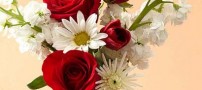 گلهای زیبا و معنی آن ها برای هدیه دادن (عکس)