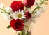 گلهای زیبا و معنی آن ها برای هدیه دادن (عکس)