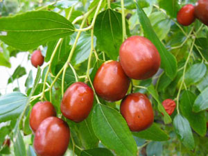 خواص انبه