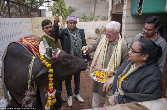 چندش آورترین رسم هندوها خوردن ادرار گاوها(+تصاویر)