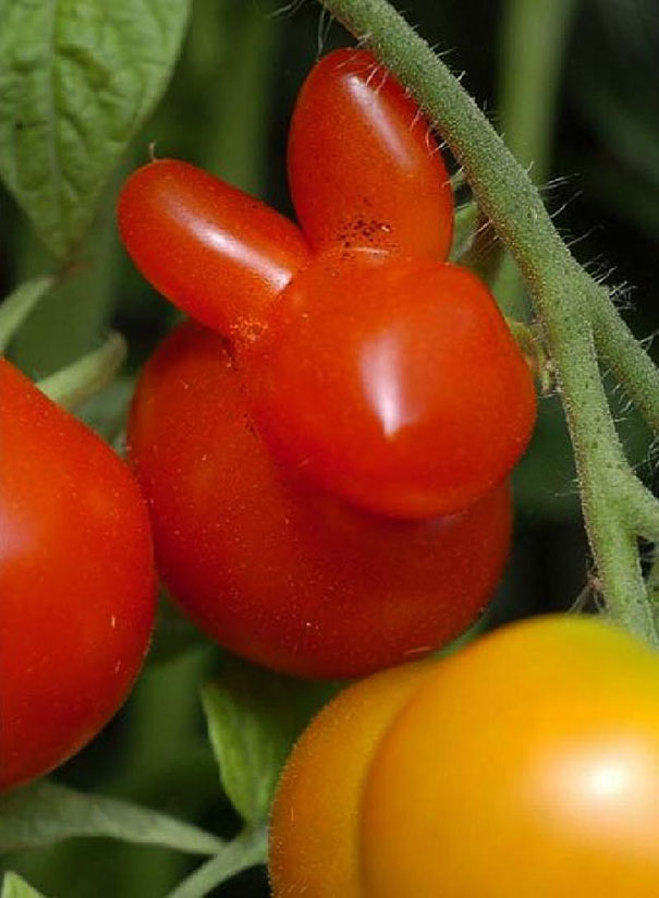 میوه و سبزیجات به شکل های عجیب و غریب!